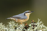 Image. Eurasian Nuthatch