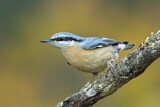 Image. Eurasian Nuthatch