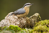 Image. Eurasian Nuthatch