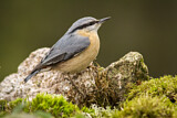 Image. Eurasian Nuthatch