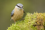 Image. Eurasian Nuthatch