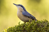 Image. Eurasian Nuthatch