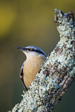 Image. Eurasian Nuthatch