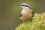 Image. Eurasian Nuthatch