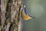 Image. Eurasian Nuthatch