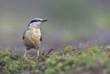 Image. Eurasian Nuthatch