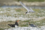 Image. Eurasian Oystercatcher & Common Tern