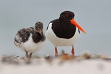 Image. Eurasian Oystercatcher