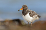 Image. Eurasian Oystercatcher