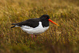 Image. Eurasian Oystercatcher