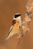 Image. Eurasian Penduline Tit