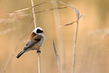 Image. Eurasian Penduline Tit