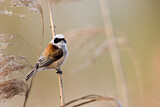 Image. Eurasian Penduline Tit