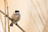 Image. Eurasian Penduline Tit