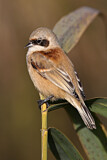 Image. Eurasian Penduline Tit