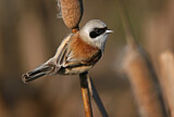 Image. Eurasian Penduline Tit