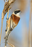 Image. Eurasian Penduline Tit