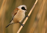 Image. Eurasian Penduline Tit