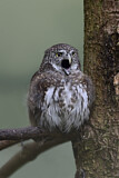 Image. Eurasian Pygmy Owl
