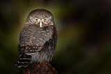 Image. Eurasian Pygmy Owl