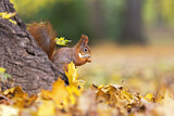 Image. Eurasian Red Squirrel
