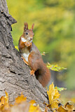 Image. Eurasian Red Squirrel
