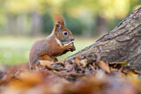 Image. Eurasian Red Squirrel
