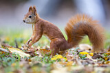 Image. Eurasian Red Squirrel