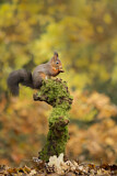 Image. Eurasian Red Squirrel