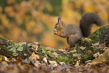Image. Eurasian Red Squirrel