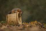 Image. Eurasian Red Squirrel