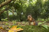 Image. Eurasian Red Squirrel