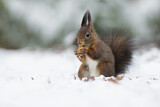 Image. Eurasian Red Squirrel