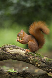 Image. Eurasian Red Squirrel