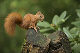 Image. Eurasian Red Squirrel