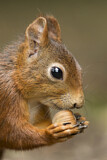 Image. Eurasian Red Squirrel