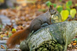 Image. Eurasian Red Squirrel
