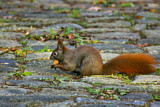 Image. Eurasian Red Squirrel