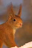 Image. Eurasian Red Squirrel