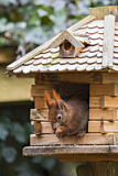 Image. Eurasian Red Squirrel