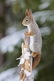 Image. Eurasian Red Squirrel