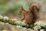 Image. Eurasian Red Squirrel