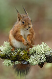 Image. Eurasian Red Squirrel