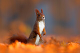 Image. Eurasian Red Squirrel