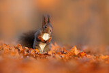 Image. Eurasian Red Squirrel
