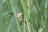 Image. Eurasian Reed Warbler