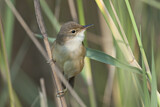 Image. Eurasian Reed Warbler