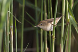 Image. Eurasian Reed Warbler