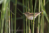 Image. Eurasian Reed Warbler