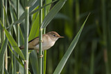 Image. Eurasian Reed Warbler